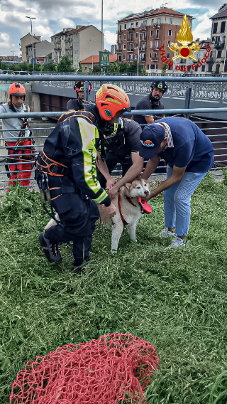 Husky cade nella Dora a Torino, salvato dai vigili del fuoco